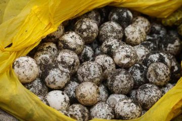 Aseguran más de dos mil 850 huevos de tortuga en Chiapas