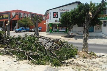 Multas de hasta 20 mil pesos por derribar árboles en Tuxtla