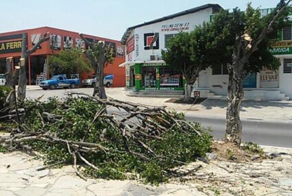 Multas de hasta 20 mil pesos por derribar árboles en Tuxtla