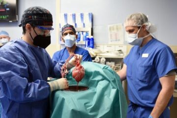 Médicos estadounidenses implantan por primera vez un corazón de cerdo a un humano