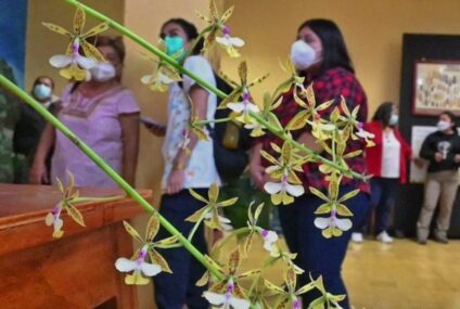 Venta ilegal de orquídeas está a punto de desaparecer 200 especies en Chiapas