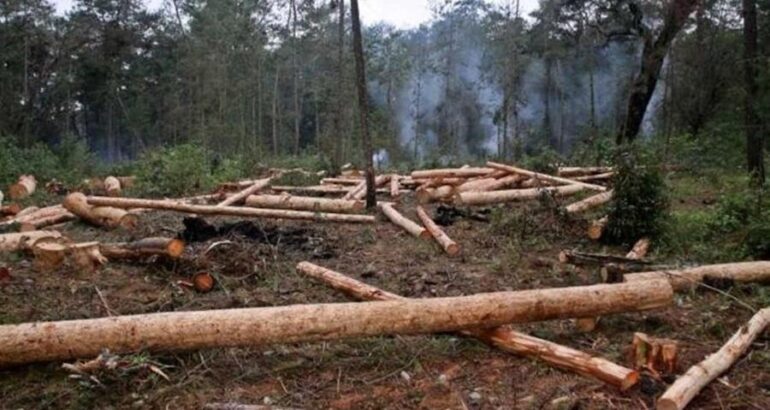 No se salvan ni las ANP, Chiapas pierde su vegetación por deforestación desmedida