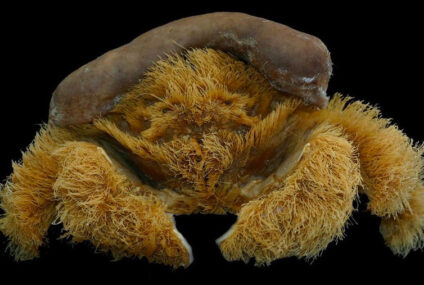 Descubren una nueva especie de ‘cangrejo esponja’ en Australia
