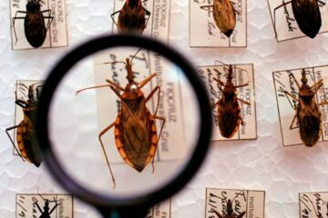 Mal de Chagas, enfermedad mortal, se extiende en México debido a 32 insectos vectores