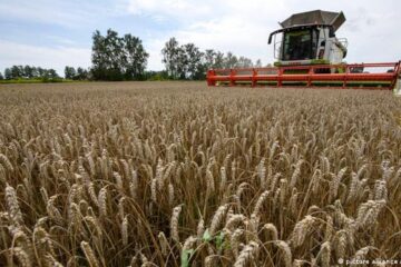 Greenpeace denunció que cuatro empresas controlan 70% del comercio mundial de cereal