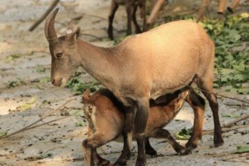 El zoológico de Chilpancingo sacrificó cuatro cabras pigmeas para la cena de Año Nuevo