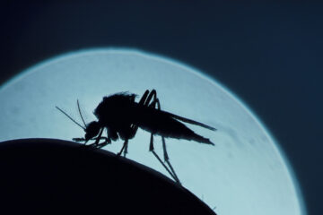 EE.UU. registra los primeros casos de malaria adquirida localmente en 20 años