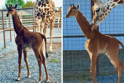 ¡Es única en el mundo! Nace una jirafa sin manchas en el Brights Zoo