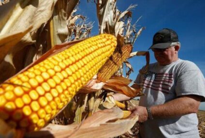 México está en riesgo de imposición de aranceles por panel sobre maíz transgénico: GCMA