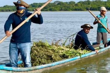 Exitoso rescate de seis manatíes en laguna de Chiapas