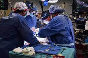 Trasplantan riñón de cerdo a un cuerpo humano en Nueva York; funciona con normalidad