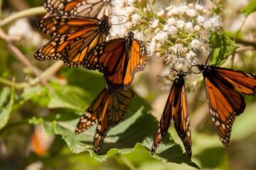 Disminuye 59.3% presencia de mariposa monarca en bosques de México, reporta Conanp