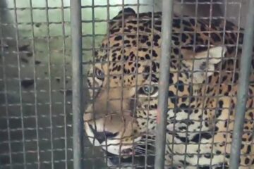 Alertan por tráfico de pieles de Jaguar en Chiapas