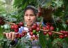 En picada producción de café ante sequía