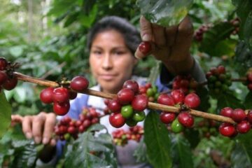 En picada producción de café ante sequía