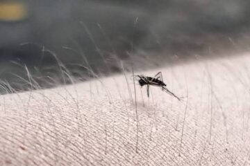 Aumenta hasta 81% casos de dengue en Chiapas