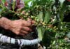 Producción de café en crisis en Chiapas