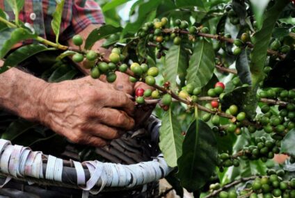 Producción de café en crisis en Chiapas