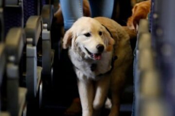 ¡No más jaulas! Con esta aerolínea tu perro podrá viajar en cabina contigo