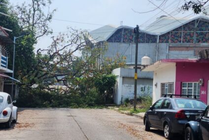 33 árboles caídos y cinco vehículos dañados saldo de lluvias