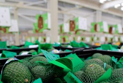 México da leve aire a competidores aguacateros