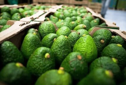 EU levanta ‘castigo’ a México: Quita veto al aguacate michoacano y mango… con esta condición