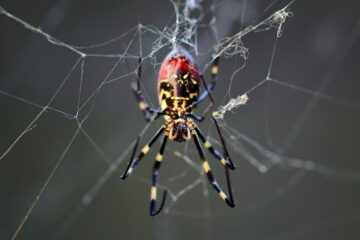 Arañas invasoras Joro que flotan en el aire podrían llegar a NY