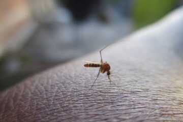 Incrementan mil por ciento casos de dengue en Chiapas