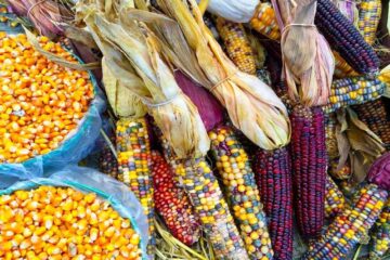Chiapas consume maíz transgénico a falta de siembra