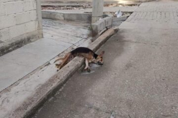 Persiste envenenamiento de perros en la capital chiapaneca