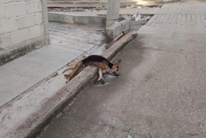 Persiste envenenamiento de perros en la capital chiapaneca