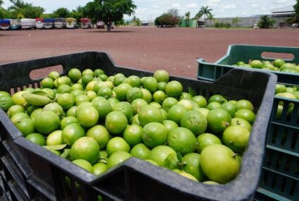 Cierran plantas de limón en Michoacán por cobro de piso del crimen organizado