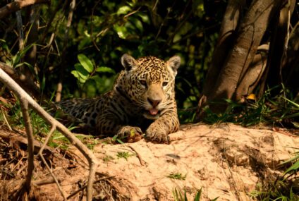 La lenta desaparición del rey de la selva chiapaneca