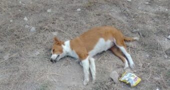 Denuncian muerte masiva de perros en Chiapa de Corzo