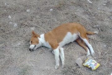 Denuncian muerte masiva de perros en Chiapa de Corzo