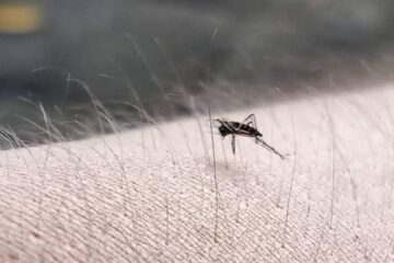 Aumentan casos de dengue en Chiapas