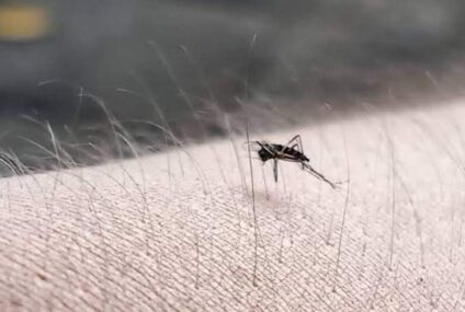 Aumentan casos de dengue en Chiapas