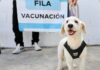 Continúa plan de vacunación y esterilización en Tuxtla Gutiérrez