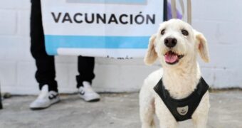 Continúa plan de vacunación y esterilización en Tuxtla Gutiérrez