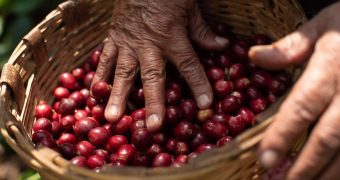 Caficultura chiapaneca afectada por el cambio climático e inseguridad Caficultura chiapaneca afectada por el cambio climático e inseguridad