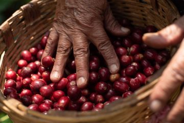 Caficultura chiapaneca afectada por el cambio climático e inseguridad