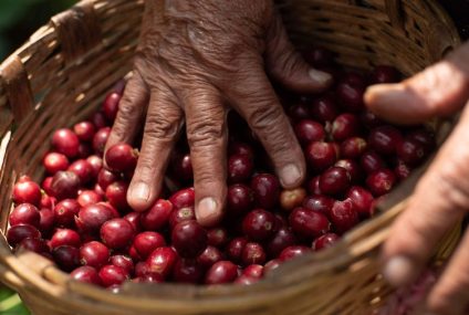 Caficultura chiapaneca afectada por el cambio climático e inseguridad