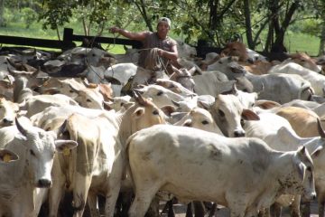Chiapas tiene el 73 por ciento de los casos de gusano barrenador Chiapas tiene el 73 por ciento de los casos de gusano barrenador