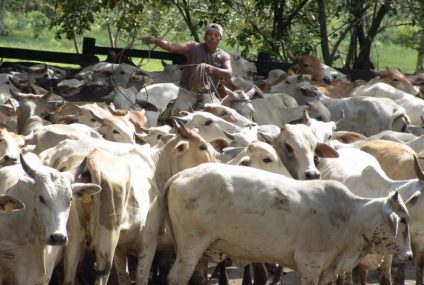 Chiapas tiene el 73 por ciento de los casos de gusano barrenador Chiapas tiene el 73 por ciento de los casos de gusano barrenador
